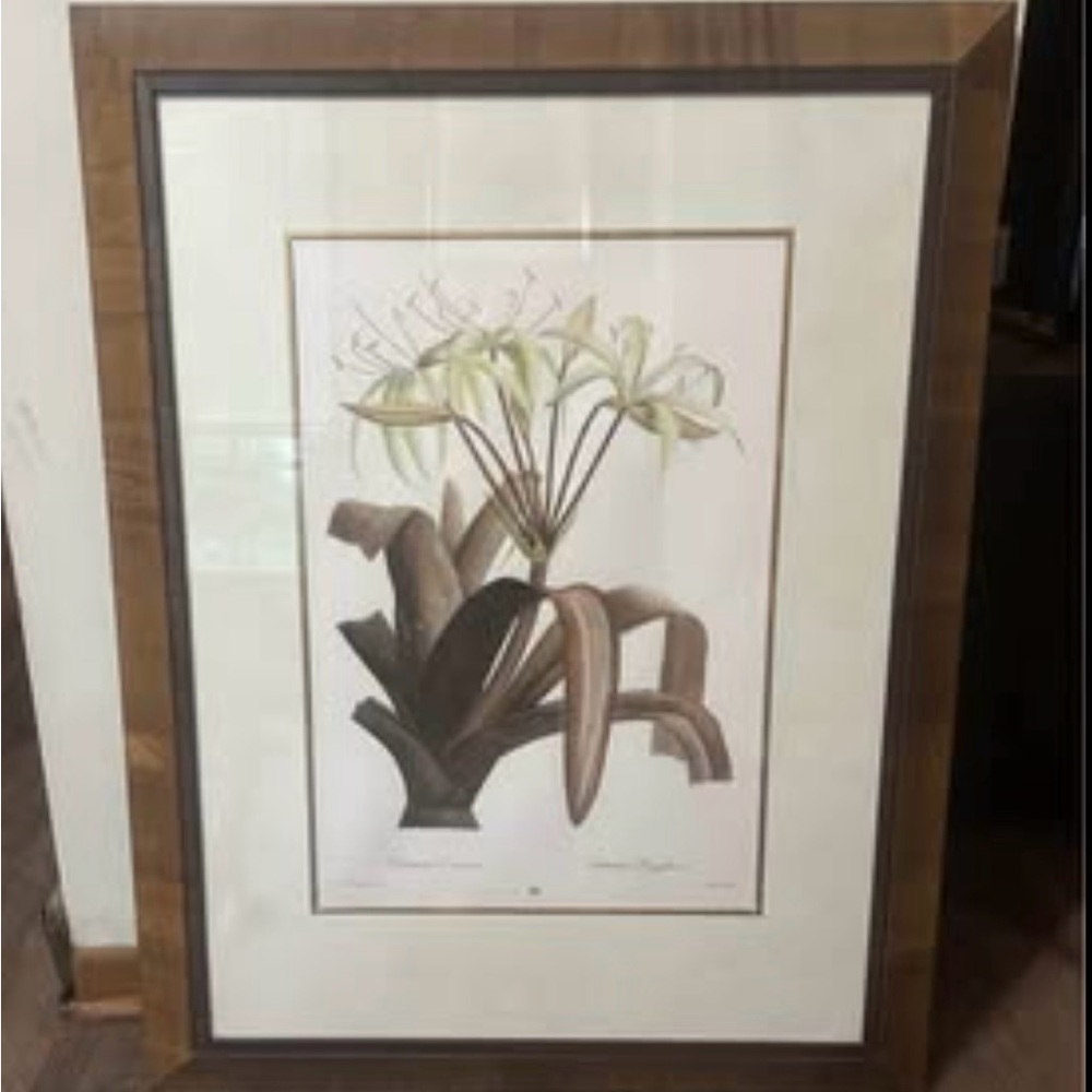 Framed Pierre-Joseph Redouté Print 34Lx27W